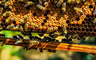 大群蜜蜂竟在這個地方安家 蜂農巧妙移走獲網友盛讚