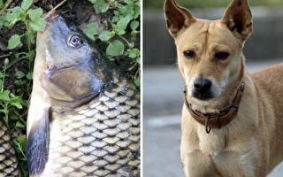 狗救鯉魚！動物間跨種類營救與友誼太感人