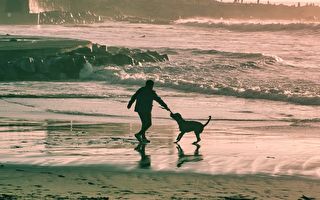 比特犬被遗弃在海滩上不停哭泣 一场追逐战后命运逆转