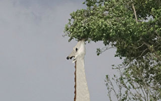 非洲拍到罕见白色长颈鹿 如梦幻一般