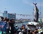 “第一鲔”入港拍卖 南台湾黑鲔鱼季吹响号角