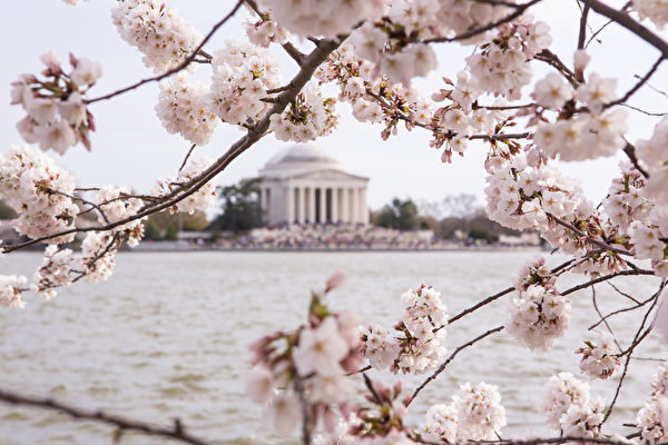 美国首都华盛顿樱花绽放