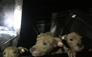 警方：誰將三小狗留在西柯汶納公園？