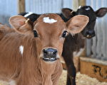 專家：中共對新西蘭乳業投資或放緩