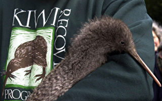 新西兰国鸟Kiwi光临民宅 一生难求！