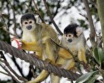 松鼠猴險些被盜 惠靈頓動物園虛驚