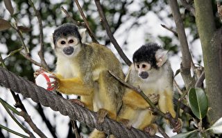松鼠猴险些被盗 惠灵顿动物园虚惊