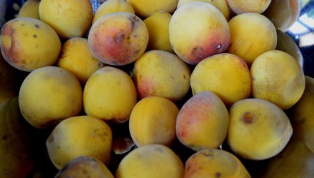 黃熟的梅果帶有水蜜桃的香氣。
