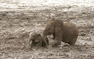 小象掉入泥潭中出不來 這時永遠不會放棄小象的牠出現了…