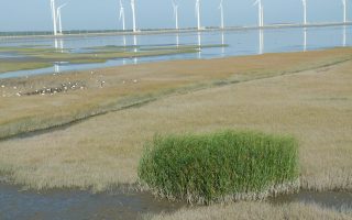 高美湿地新挑战  互花米草与污染产业