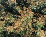 荔枝花爭相怒放 果農預料豐收可期