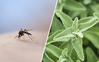 这个夏天不想被蚊子咬？7种常见植物能驱蚊