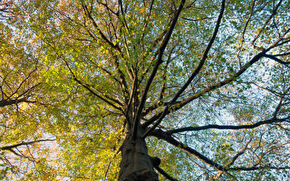 多伦多市市树正式定为橡树