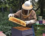 聖荷西公園新增蜂箱  兩百萬蜜蜂採蜜忙