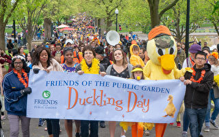 鸭子节年度庆典游行 波士顿公园添热闹