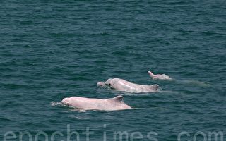 台灣白海豚 美海洋暨大氣總署列入瀕危物種