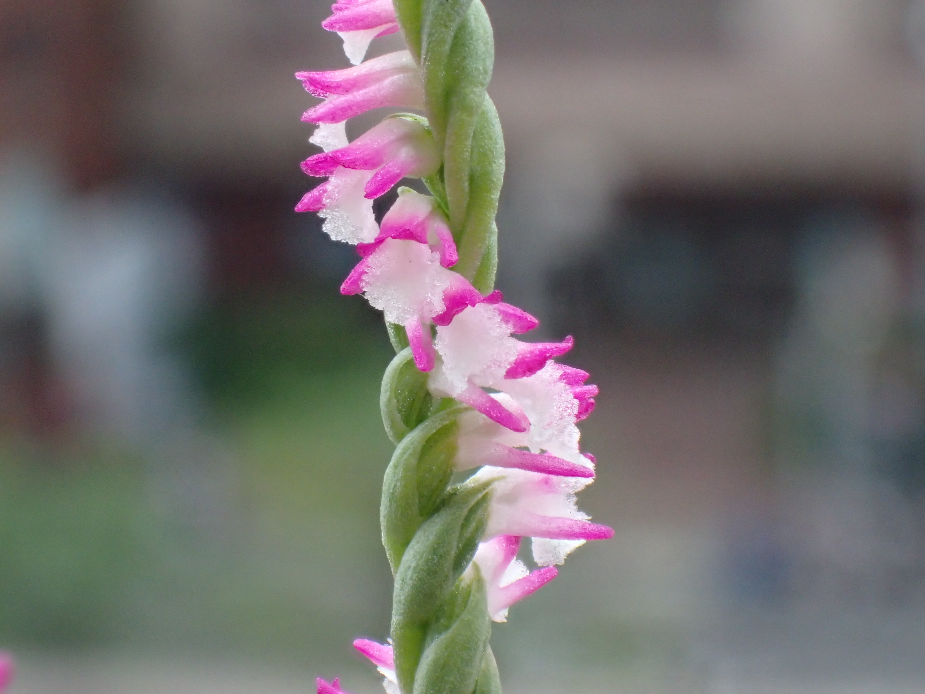 拔管”事件中绶草是什么草？ | 吴茂昆| 濒临绝种| 大纪元