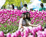 組圖：韓國高陽花卉博覽會繽紛登場