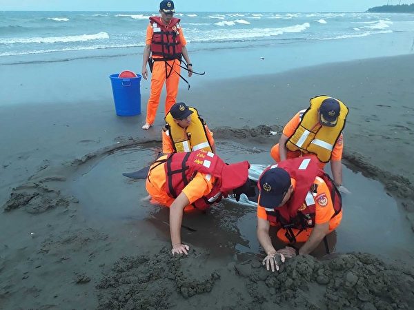 负伤鲸豚搁浅 台海巡官兵挖水坑助保湿救援