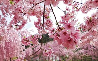 組圖：台賞櫻祕境 櫻花之美讓日本人感動