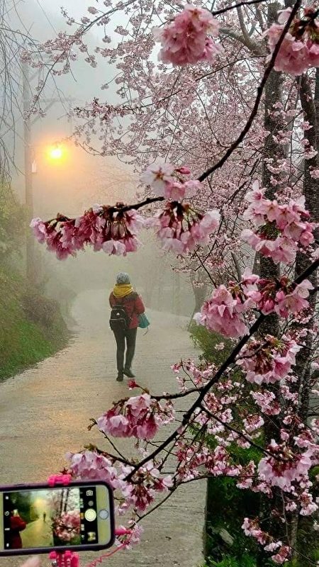 组图：台湾赏樱秘径 樱花之美让日本人感动