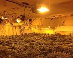 紐約華人跑加州種大麻 一宗訴訟案揭開內幕
