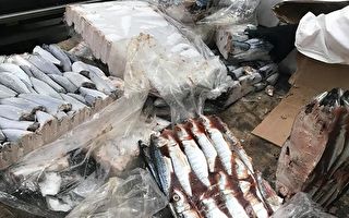 凍魚集裝箱藏59公斤可卡因 販毒嫌犯悉尼機場被捕