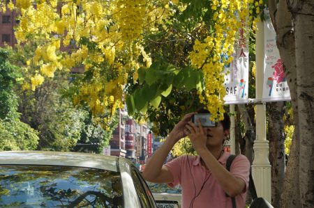 五月是阿勃勒盛开季节，高雄市文化中心一带耀眼“黄金雨”布满天际，吸引民众驻足拍照。