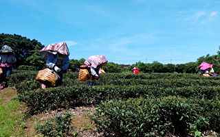 東方美人茶技術競賽  參賽茶農精進製茶技術