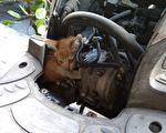 無家可歸小貓 躲進車喵喵叫 台灣人超有愛 自掏腰包救貓