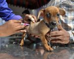 H3N2犬流感爆发 纽约已40病例