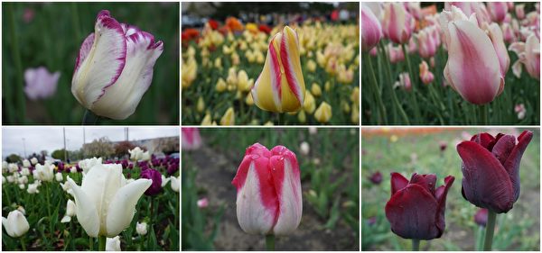 Hollad市Dunton Park盛开的各种郁金香花。