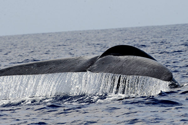 瀕危物種研究：新西蘭藍鯨擁有獨特基因| 大紀元