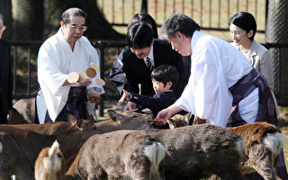 日本黄金周吃撑了 奈良鹿竟对仙贝“冷感”