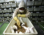 年處死10萬實驗用動物 紐保護組織吁領養