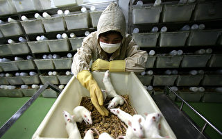年處死10萬實驗用動物 紐保護組織吁領養