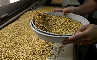 下令廣種大豆 卻擴大進口 中共戲弄東北農民