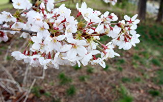 5月9日到12日达高峰 高地公园樱花本周末渐开