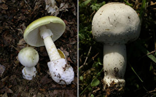 墨尔本蘑菇季来临 一定要避开这些毒蘑菇