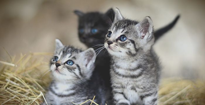 哈尔滨三宠物猫染疫后被安乐死 网络热议