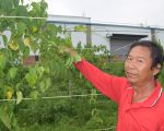 種植超級食物印加果樹 青農口耳相傳正夯