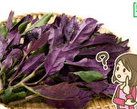 是致癌毒菜？還是補血聖品？揭紅鳳菜真面目
