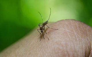 新州洪水过后蚊子数量暴增 个头更大