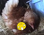 這隻雞母愛爆發 看看除了蛋牠還孵……