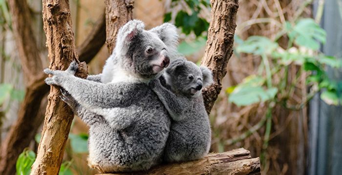 考拉生存處危機野生動物基金會吁政府拯救| 保護野生動物| 世界野生 