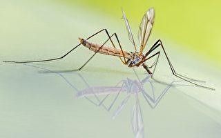 蚊子歸來 愛城蚊子防控大戰啟動