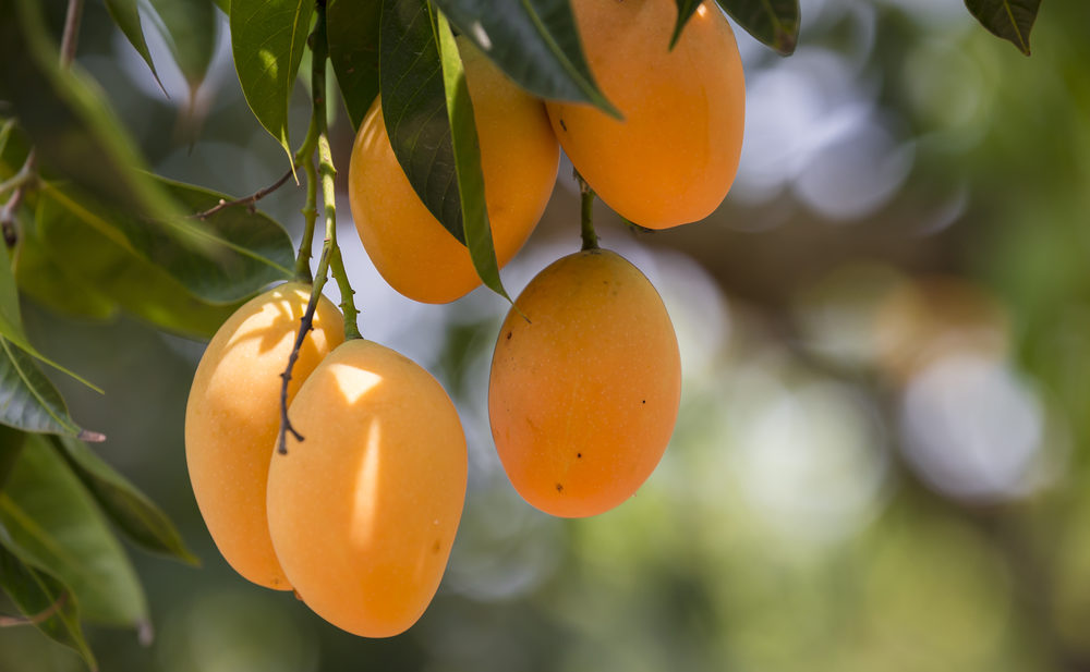 芒果富含大量的维生素C,也有助于抗氧化及美肤。(Shutterstock)