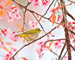 週末好去處（5月25日～5月27日）春季觀鳥等