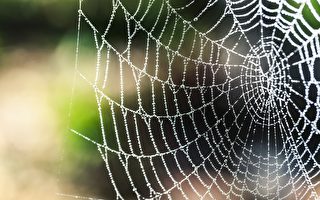 加州天空中出現神秘的網狀物 是蜘蛛網嗎？