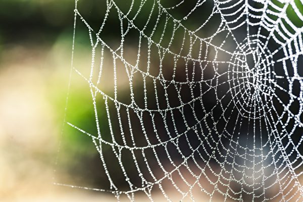 蜘蛛吐的絲很纖細，結成的蜘蛛網，若不仔細看，很難看到它的存在。（pixabay）